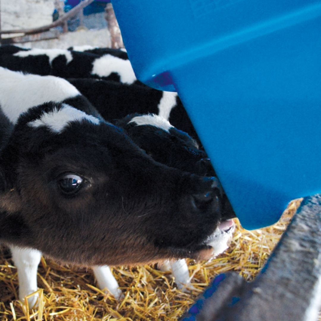 JFC 6 Teat Compartment Feeder Starter Teats