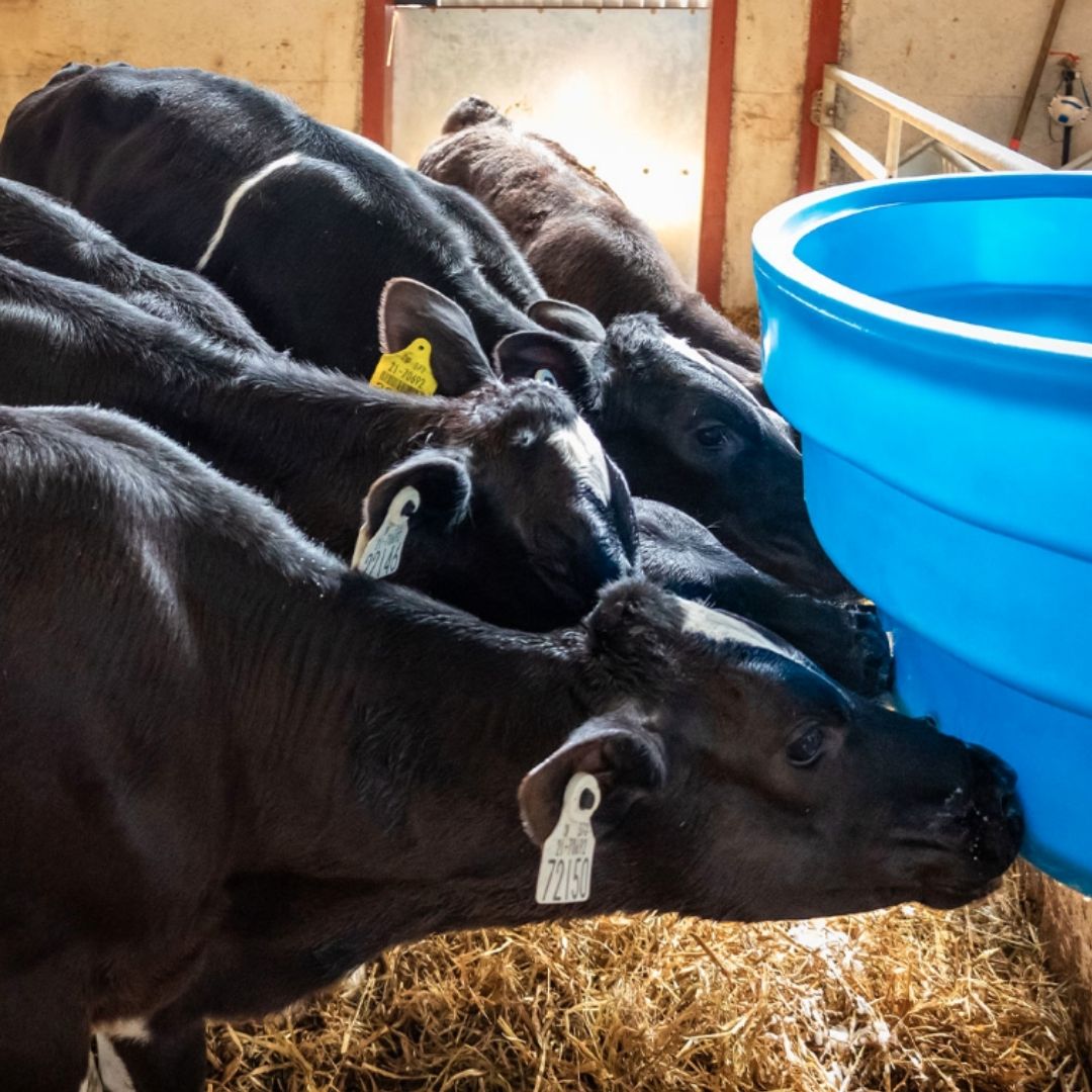 JFC 10 Teat Reservoir Calf Feeder Starter Teats