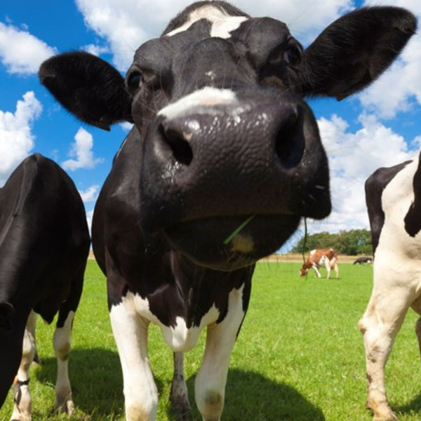 Agri products for your farm at Grahams of Monaghan